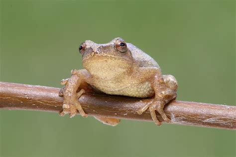 Nine full hours of relaxing crickets and frogs ("peepers"). These professionally-recorded sounds of peeping frogs and chirping crickets are the perfect backg...
